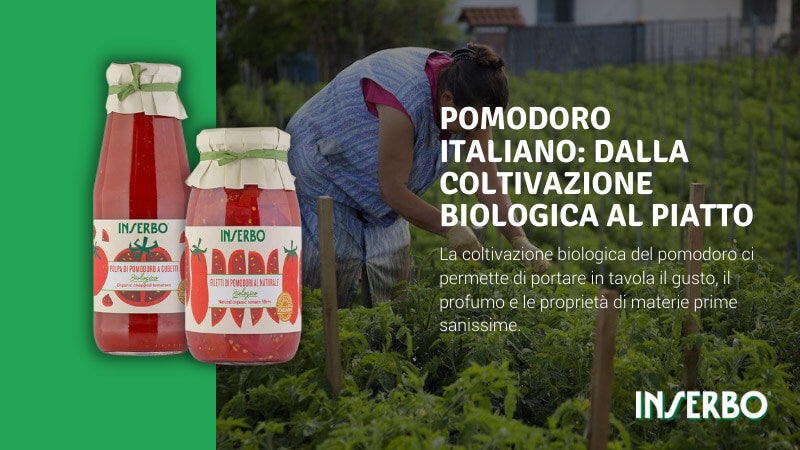Pomodoro italiano: dalla coltivazione biologica al piatto